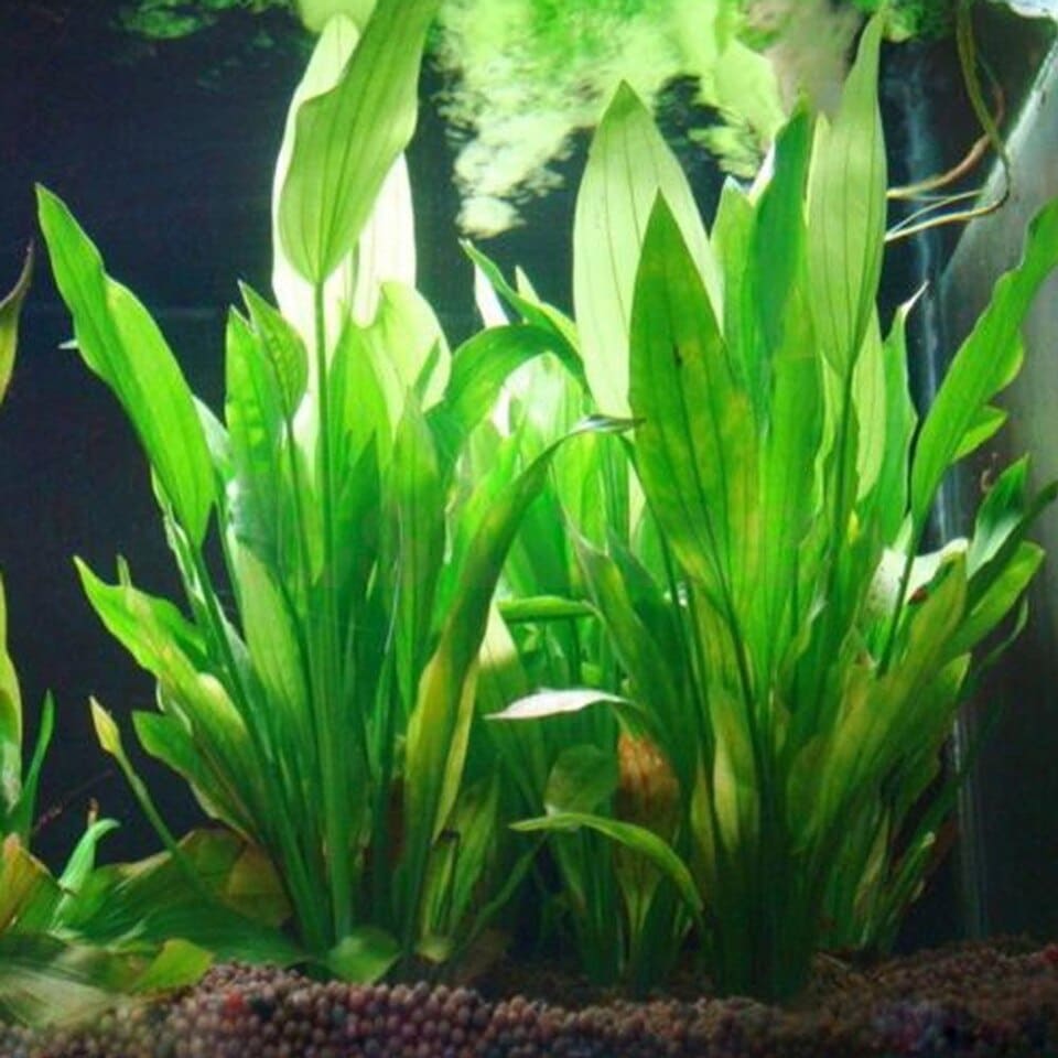 Magnifique plante aquatique artificielle en plastique pour Aquarium_1